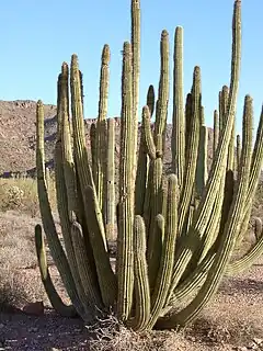 Description de l'image Organ pipe cactus.jpg.