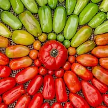 De tomates vertes en tomates rouges et mures du haut vers le bas.