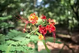 Caesalpinia pulcherrima (Orgueil de Chine).