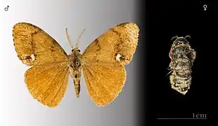 Orgyia antiqua mâle et femelle Muséum de Toulouse