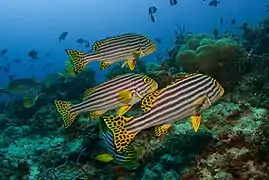 Un groupe de diagrammes orientaux (Plectorhinchus vittatus)