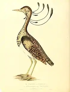 the curmor or florican