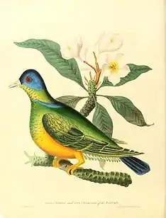 green pigeon and cur champhah of the concan