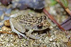 Description de l'image Oriente Mottled Frog (Eleutherodactylus simulans) (8571332655).jpg.