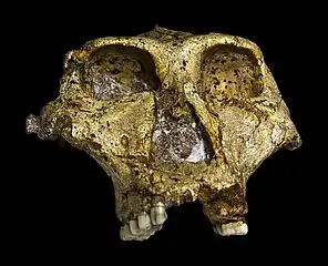 Crâne fossile de Paranthropus robustus.