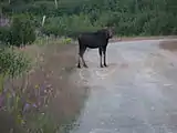 Un orignal sur le bord d'un chemin forestier de la réserve faunique de Matane