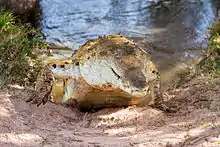 Crocodile vu de face et sortant de l'eau, montant une berge sablée