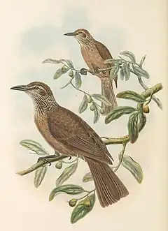 Description de l'image Oriolus decipiens - The Birds of New Guinea (cropped).jpg.