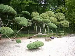 Cryptomère du Japon au parc floral de la Source d'Orléans.