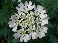 Photographie en couleurs d'une ombelle composée de fleurs blanches.