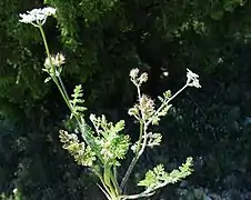 Plante entière fleurie.