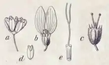 Dessin schématique montrant cinq organes floraux décomposés.
