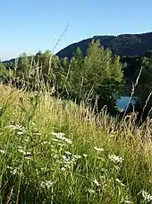 Photographie en couleurs de fleurs blanches dans une prairie avec en arrière-plan des arbres, des collines, un plan d'eau.