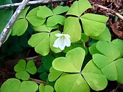 Feuilles trifoliolées et obcordées de l'oxalis petite oseille