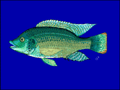 Tilapia du Mozambique (Oreochromis mossambicus).