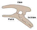 Structure pelvienne des Ornithischia (côté gauche)