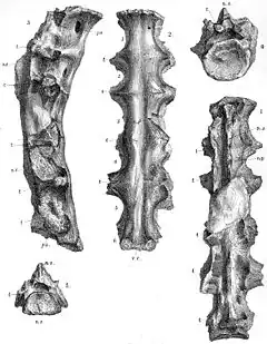 Description de l'image Ornithodesmus_cluniculus.jpg.