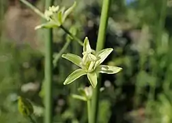 Ornithogale des Pyrénées.