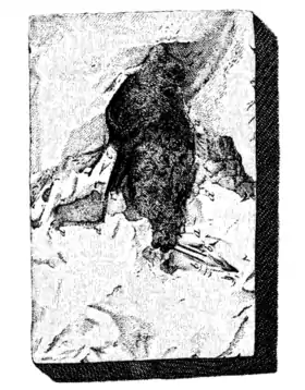 Dessin de l'ornitholithe de Montmartre chez Alberto Fortis (1800).