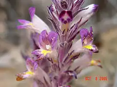 Description de l'image Orobanche ludoviciana.jpg.