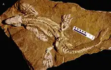 Un squelette complet et entièrement articulé du Diadectidae Orobates pabsti des lits supérieurs de Bromacker.