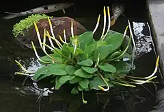 Description de l'image Orontium aquaticum 1 - Buffalo Botanical Gardens.jpg.