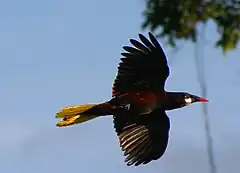 Cassique de Montezuma (Gymnostinops montezuma)