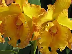 Orchidée du Jardin botanique de Medellín (Colombie).