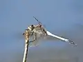 Orthetrum caledonicum