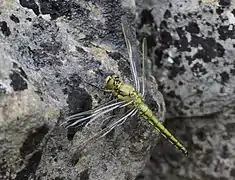 Orthetrum cancellatum - mâle fraîchement émergé ; la couleur verte provient de l'hémolymphe.