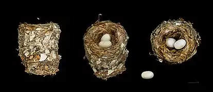 Trois vues d'un même nid - Muséum de Toulouse