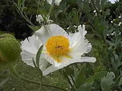 fleur de Romneya coulteri