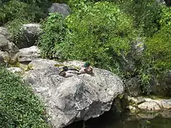 Les canards du jardin japonais