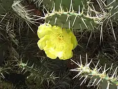 Opuntia (figuier de Barbarie) en fleurs