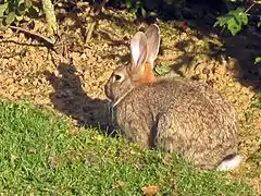 Un lapin beige chiné de gris, avec une queue blanche, des yeux noirs et des grandes oreilles