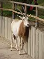 Oryx algazelle au zoo de Madrid