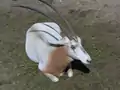 Oryx au zoo