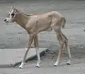 Bébé oryx algazelle