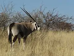 Oryx gazelle (Gemsbok)