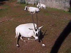 Oryx d'Arabie au zoo d'Édimbourg, Écosse.