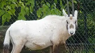 Ménagerie du jardin des plantes - Paris/France.