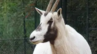 Ménagerie du jardin des plantes - Paris/France.