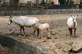 Trois oryx d'Arabie au zoo de Dvůr, République tchèque.
