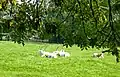 Groupe d'oryx au zoo