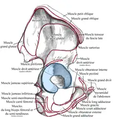 Os coxal insertions musculaires.