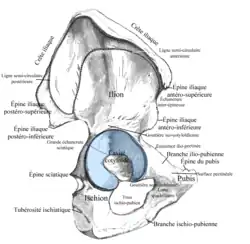 Face externe de l'os coxal montrant l'épine iliaque postéro-supérieure
