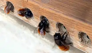 Osmie cornue dans un hôtel à insecte.