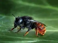 Osmia bicolor.