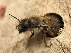 Une abeille maçonne (ici Osmia cornifrons (en)) explorant une cavité.