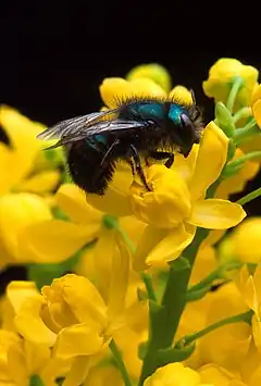 Description de l'image Osmia ribifloris bee.jpg.